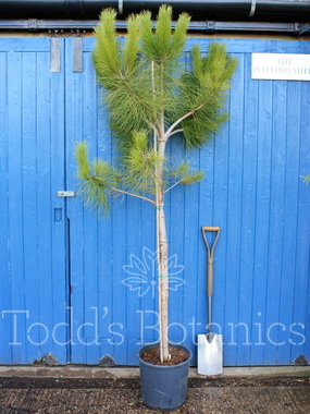 Pinus pinea (Italian Stone Pine) 