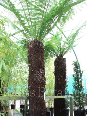 Dicksonia antarctica (Tree fern) 190cm