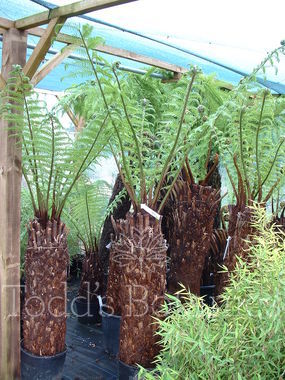 Dicksonia antarctica (Tree fern) 100cm