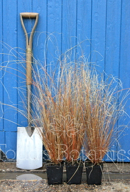 Click to enlarge Carex buchananii