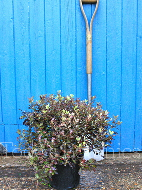 Pittosporum tenuifolium 'Tom Thumb' 