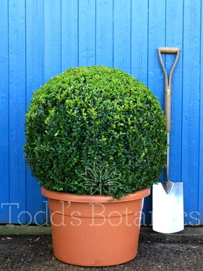 Buxus sempervirens (Box ball) 70cm