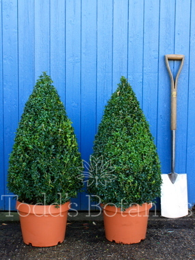 Click to enlarge Buxus sempervirens (Box cone) 80cm
