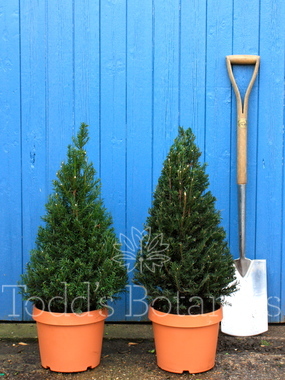 Taxus baccata (Yew) 60cm