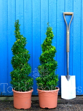 Buxus sempervirens (Box spiral) 60-80cm 