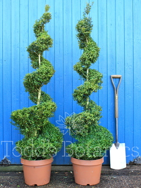 Buxus sempervirens (Box spiral) 150cm 