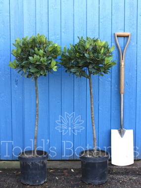 Laurus nobilis (Bay tree) 100-105cm 