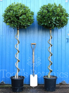 Laurus nobilis (Bay tree) 200cm