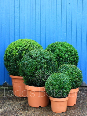 Click to enlarge Buxus sempervirens (Box ball) 30cm