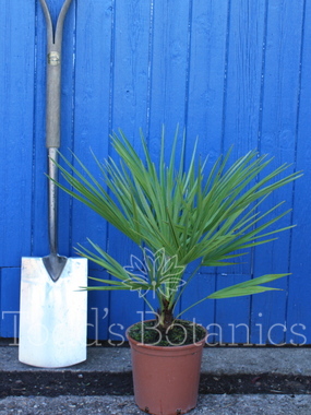 Click to enlarge Chamaerops humilis (European fan palm)