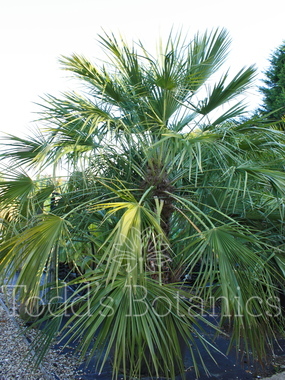 Click to enlarge Chamaerops humilis (European fan palm)