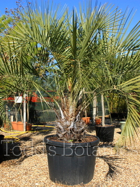 Click to enlarge Butia capitata (Jelly palm)