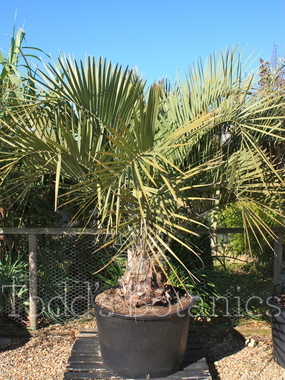 Click to enlarge Butia capitata (Jelly palm)
