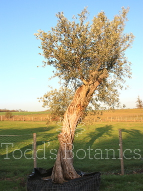 Click to enlarge Olea europaea (Olive) 400cm