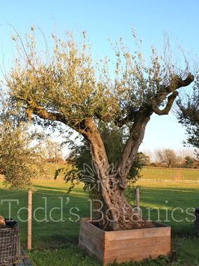Click to enlarge Olea europaea (Olive) 380cm