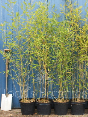 Click to enlarge Bamboo (Phyllostachys bissetii)