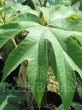 Tetrapanax papyrifer 'Rex' 