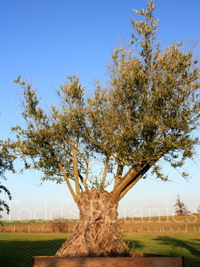Click to enlarge Olea europaea (Olive) 360cm