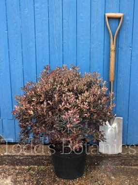 Click to enlarge Pittosporum tenuifolium 'Tom Thumb'