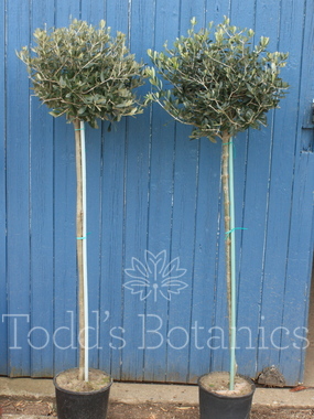 Olea europaea (Olive) 160cm