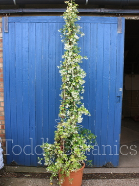 Click to enlarge Trachelospermum jasminoides, 220cm