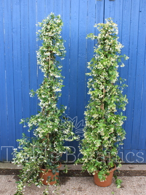 Click to enlarge Trachelospermum jasminoides, 170cm