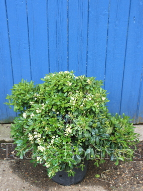 Pittosporum tobira 'Nanum' 30cm