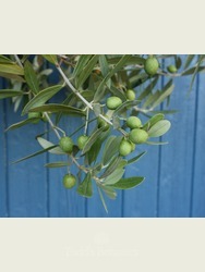 Olea europaea (Olive) 210-220cm