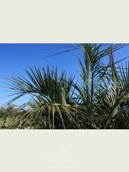 Butia capitata (Jelly palm)