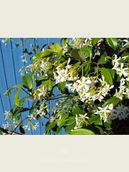 Trachelospermum jasminoides, 170cm