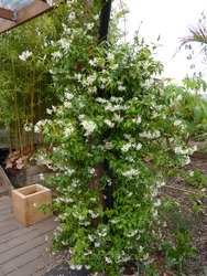 Trachelospermum jasminoides, 170cm