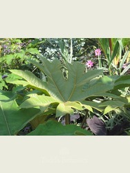 Tetrapanax papyrifer 'Rex' 
