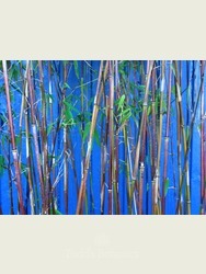 Bamboo (Fargesia jiuzhaigou)
