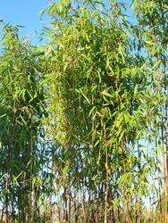 Bamboo (Fargesia jiuzhaigou)