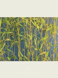 Bamboo (Phyllostachys bissetii)