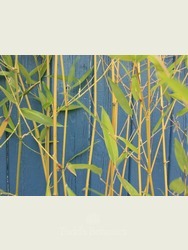 Bamboo (Phyllostachys bissetii)