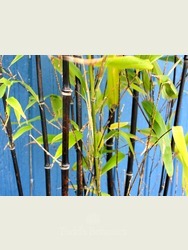 Bamboo (Phyllostachys nigra) 