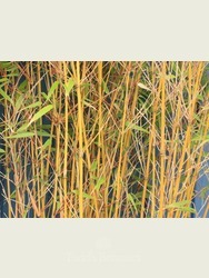 Bamboo (Fargesia rufa)