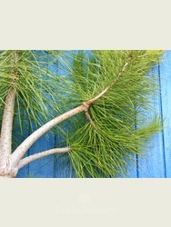 Pinus pinea (Italian Stone Pine) 