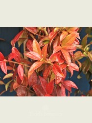 Trachelospermum jasminoides, 220cm