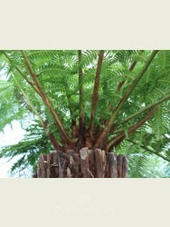 Dicksonia antarctica (Tree fern) 190cm