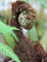 Dicksonia antarctica (Tree fern) 100cm