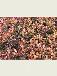 Pittosporum tenuifolium 'Tom Thumb' 