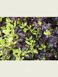 Pittosporum tenuifolium 'Tom Thumb' 