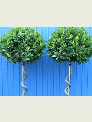 Laurus nobilis (Bay tree) 200cm
