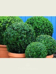Buxus sempervirens (Box ball) 70cm
