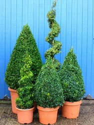 Buxus sempervirens (Box spiral) 150cm 
