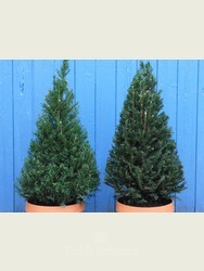 Taxus baccata (Yew) 60cm
