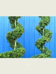 Buxus sempervirens (Box spiral) 150cm 