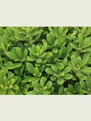 Pittosporum tobira 'Nanum' 30cm